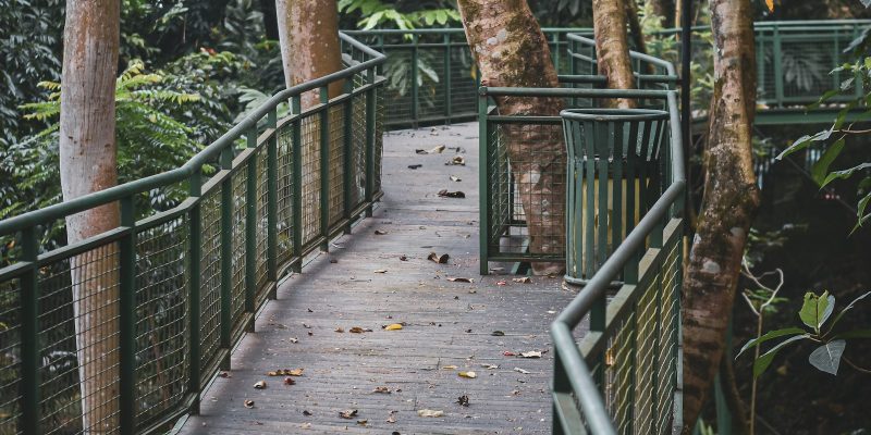 Wood deck boards in a backyard setting relevant to San Antonio decking material choices