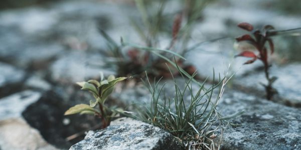 Drought-tolerant plant growing in rocky, low-water landscaping suited to San Antonio xeriscaping